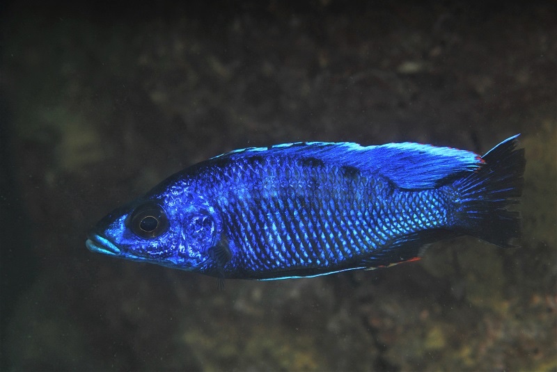 Otopharynx cf. lithobates 'Nakantenga Island'